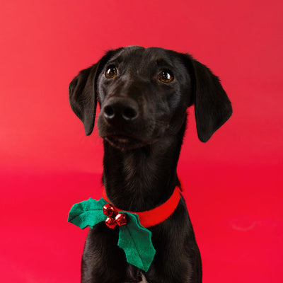 Botanical Christmas Hound Holly Dress Up