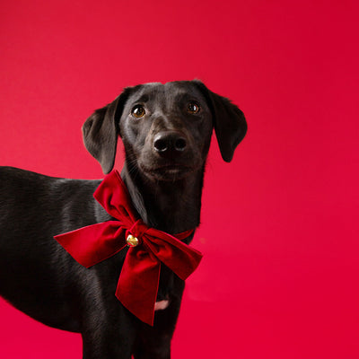 Dog / Cat Velvet Christmas Bow Neck Tie