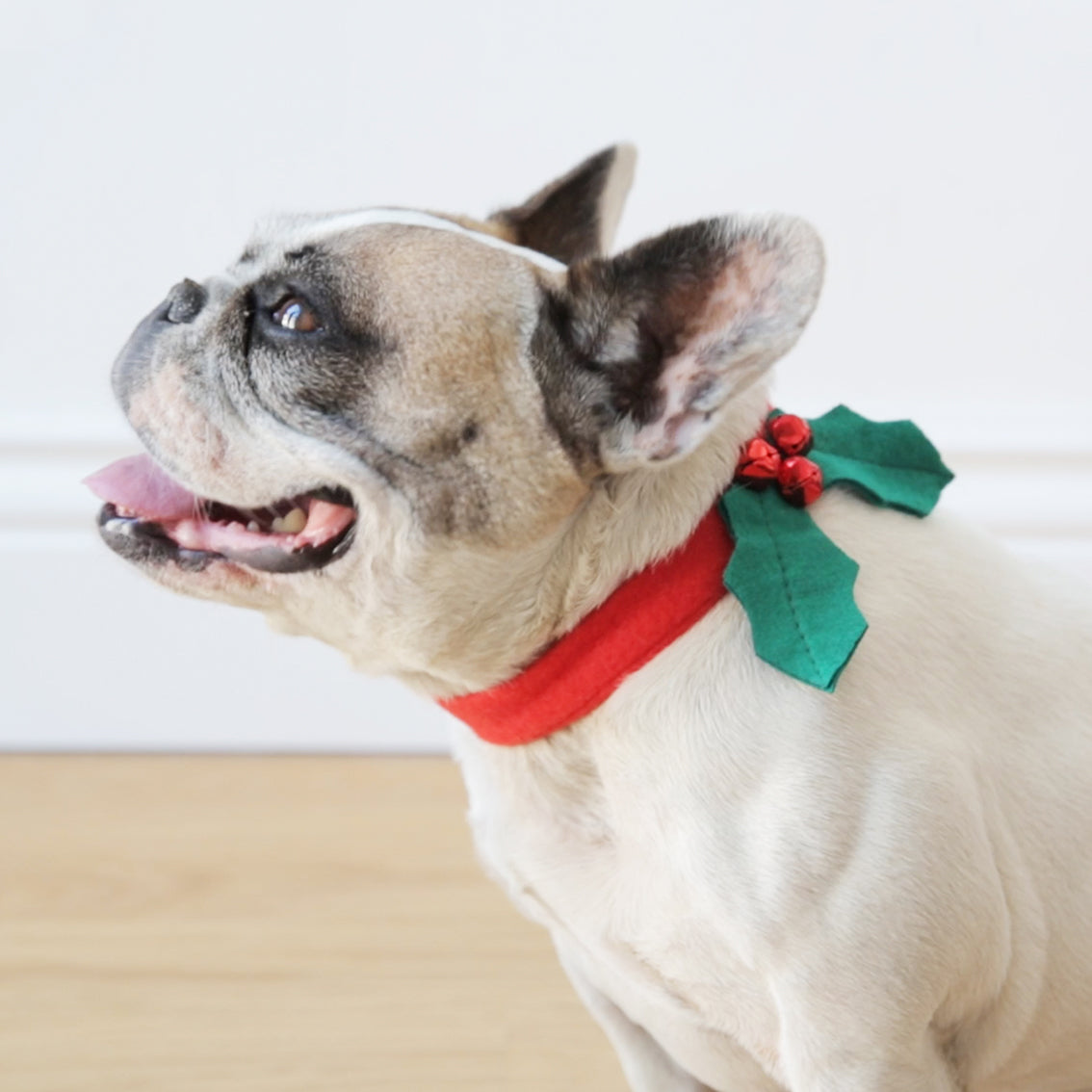 Botanical Christmas Hound Holly Dress Up