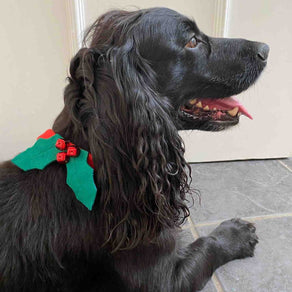 Botanical Christmas Hound Holly Dress Up