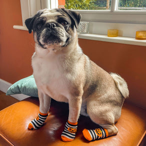 Halloween Pumpkin Fancy Dress Dog Socks - 4 Pack